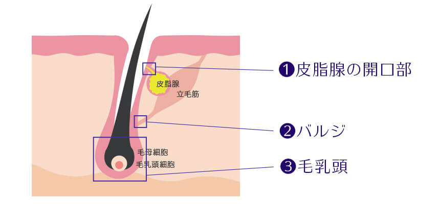 毛包内の毛の成長にかかわる重要な場所