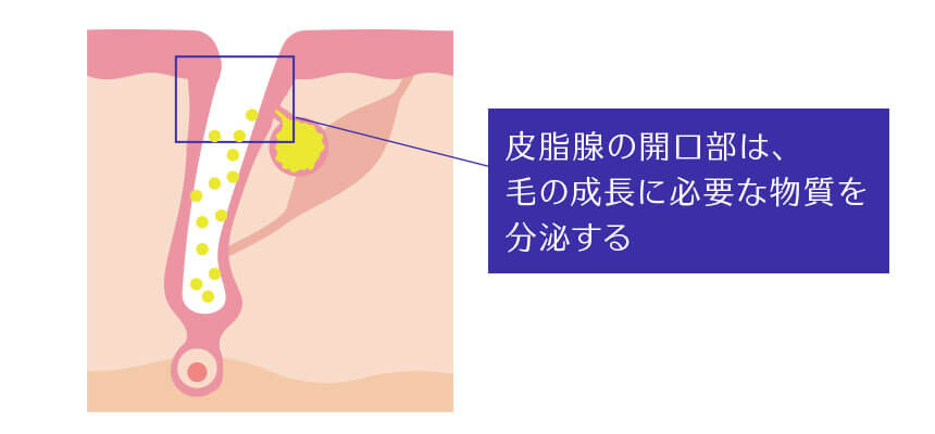 皮脂腺の開口部は毛の成長に必要な物質を分泌しています