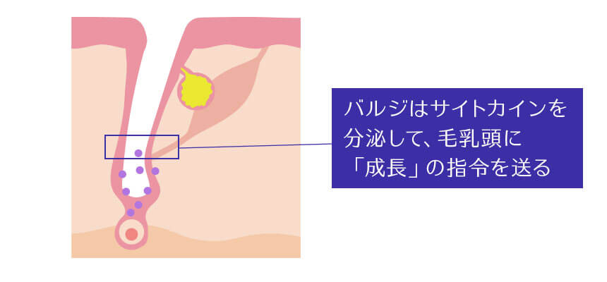 バルジはサイトカインという物質を出します
