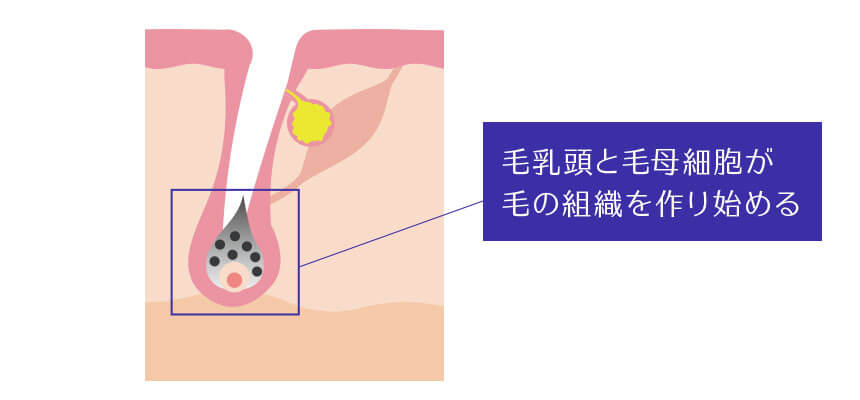 毛乳頭とその周囲の毛母細胞が毛の組織を作り出します