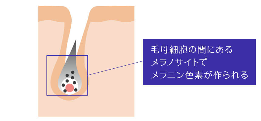 毛乳頭付近の毛母細胞の間にあるメラノサイトでメラニン色素が作られます