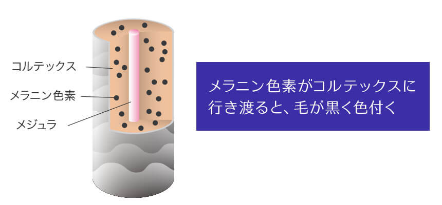 メラニン色素がコルテックスに行き渡ることで毛が黒く色づきます