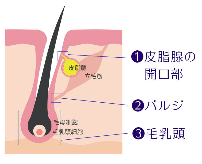 毛包内の毛の成長にかかわる重要な場所