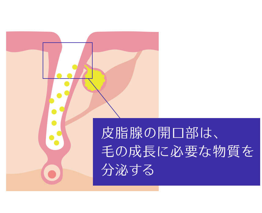 皮脂腺の開口部は毛の成長に必要な物質を分泌しています