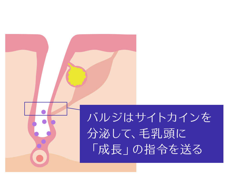 バルジはサイトカインという物質を出します