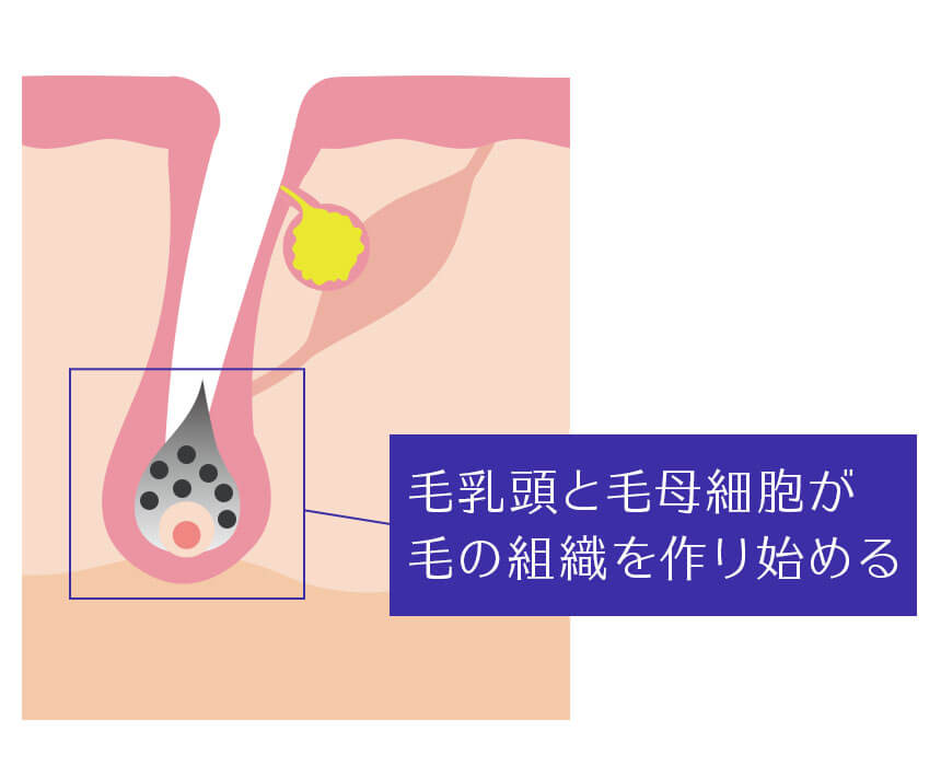 毛乳頭とその周囲の毛母細胞が毛の組織を作り出します