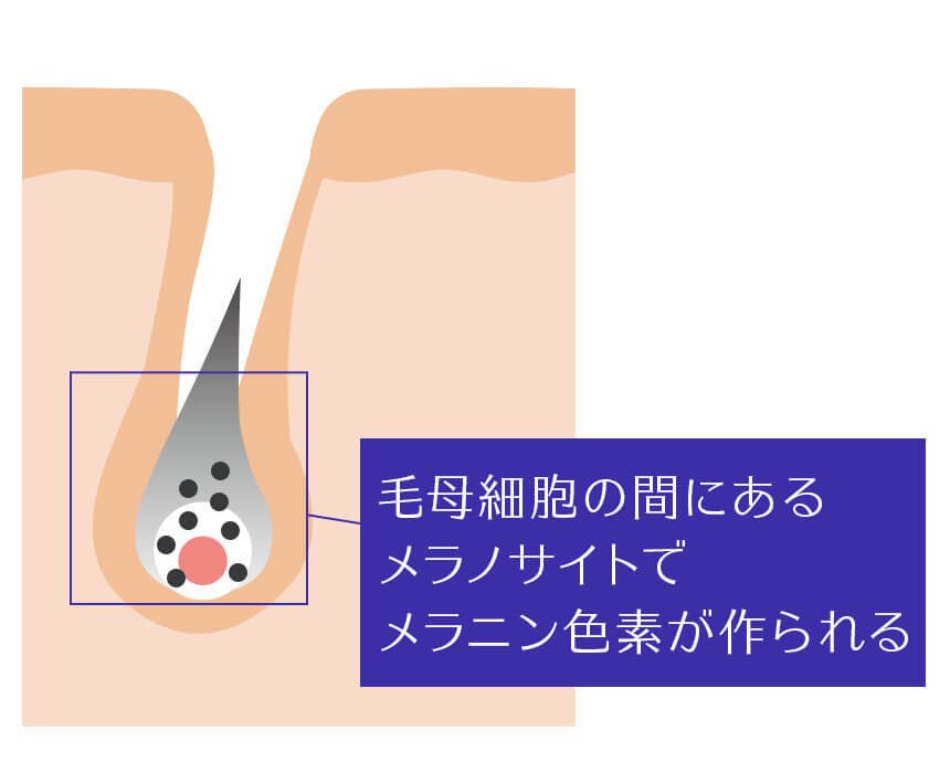 毛乳頭付近の毛母細胞の間にあるメラノサイトでメラニン色素が作られます