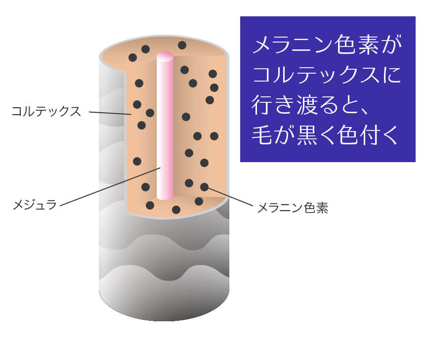 メラニン色素がコルテックスに行き渡ることで毛が黒く色づきます