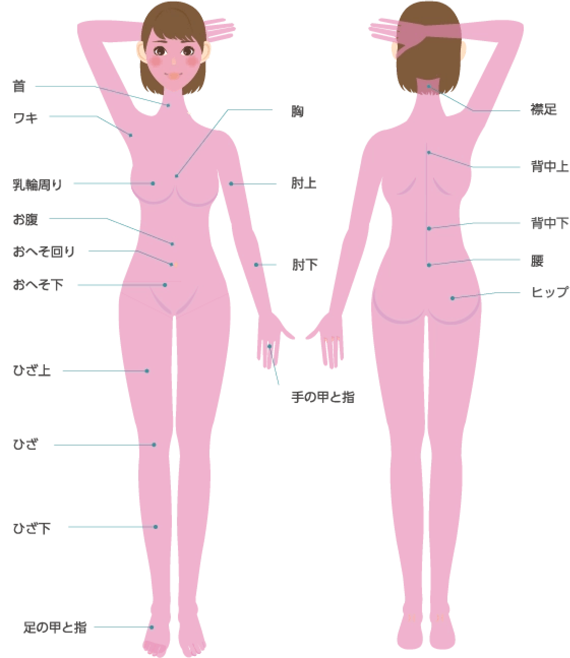 身体の照射範囲