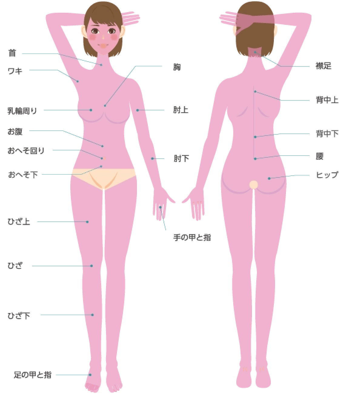 身体の照射範囲