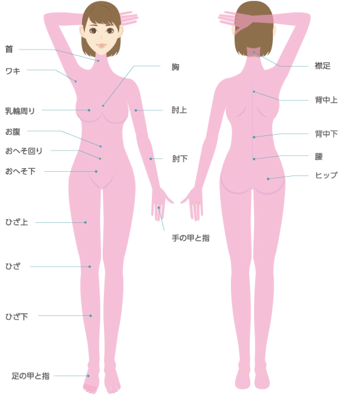 身体の照射範囲