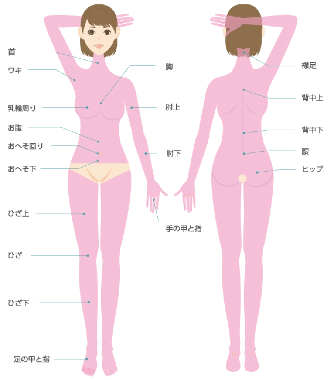 身体の照射範囲