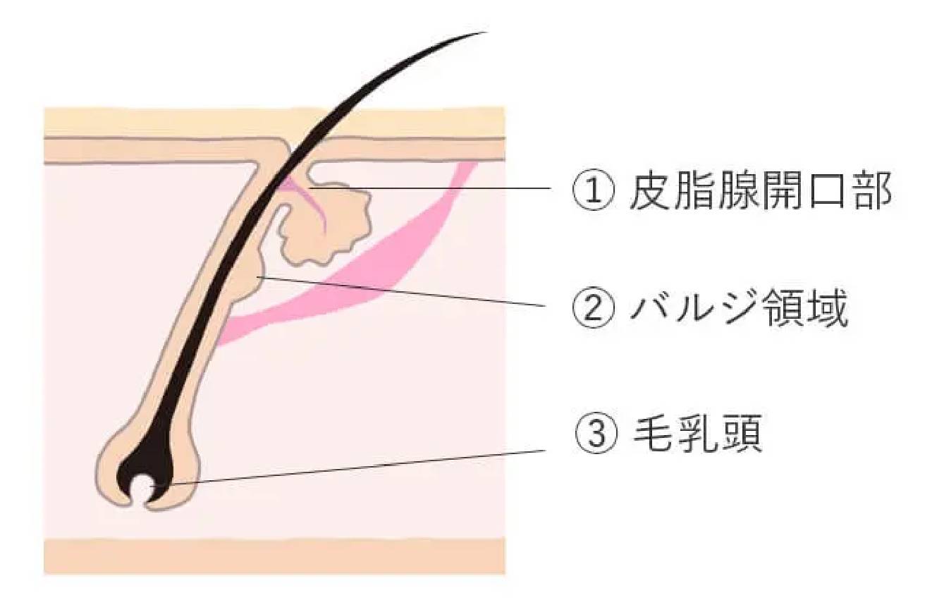 BEAUTY SKIN CLINIC（ビューティースキンクリニック） ジェントルマックスプロ